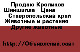 Продаю Кроликов  Шиншилла › Цена ­ 1 000 - Ставропольский край Животные и растения » Другие животные   